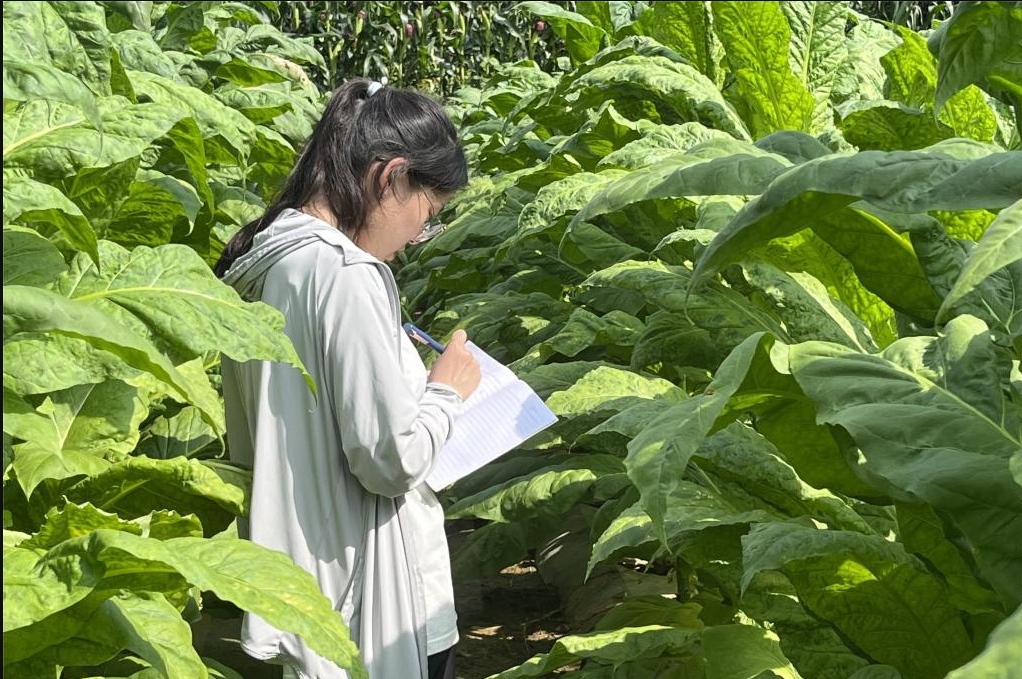 煙草栽培與加工技術